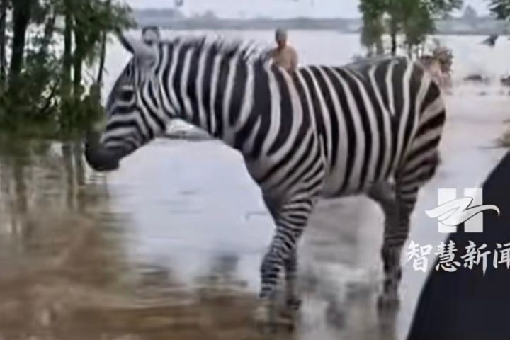貴港動物園上百隻動物也遭洪水沖散,目前仍持續尋找失散動物。圖/取自智慧新聞影片