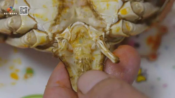 蟹腸位於蟹腹部,外觀通常呈黑色細線狀,與消化道內容物有關,食用前要清除。圖/取自武漢廣電