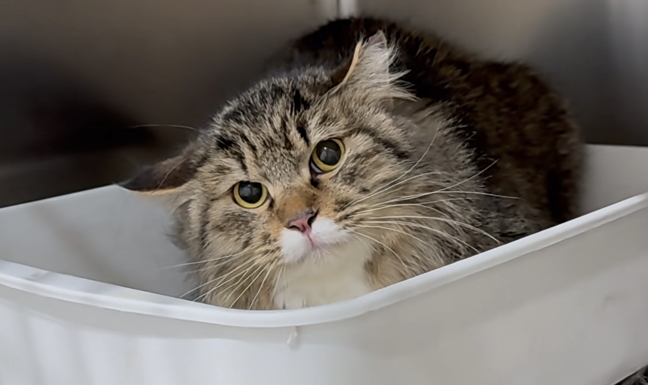  流浪動物救助，除了抓捕流浪貓之外，後續還包括醫療治療、疫苗接種、照護與尋找領養家庭等工作。圖/取自小曹狸花公眾號