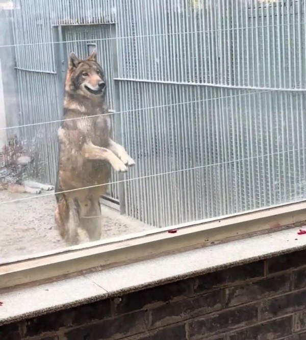 遊客指出，只要有人手持食物靠近，狼便會持續「作揖」討食。圖/取自《瀟湘晨報》