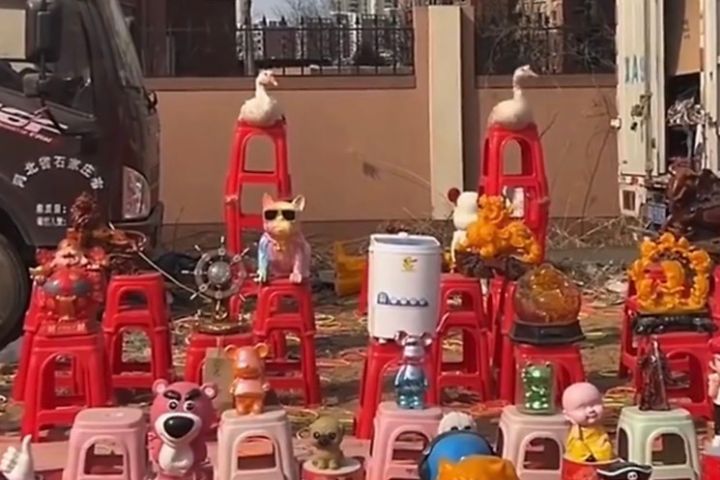   長期播放音樂，或以手勢引導左右擺動，讓鵝逐漸形成條件反射，一聽到音樂就會自然搖頭。圖/取自不夠瘦二十斤不換名微博