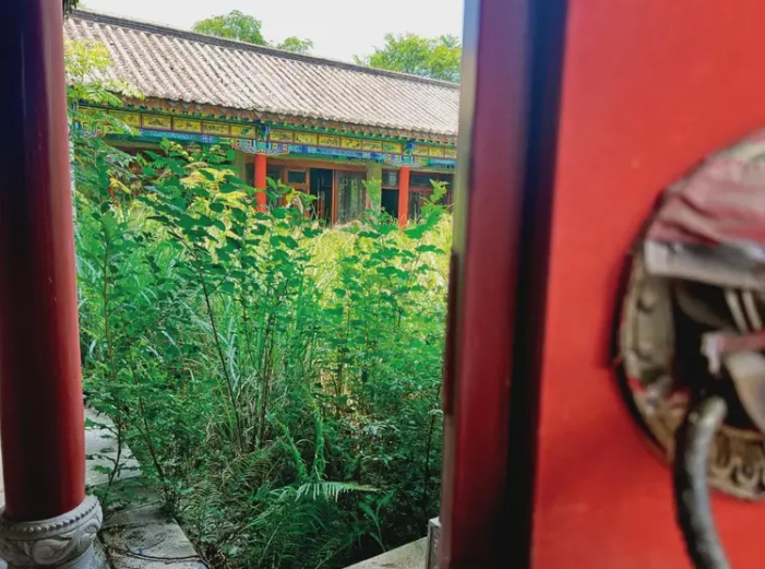 桃花源古鎮的一處庭院長滿了荒草。圖/取自《中國新聞週刊》