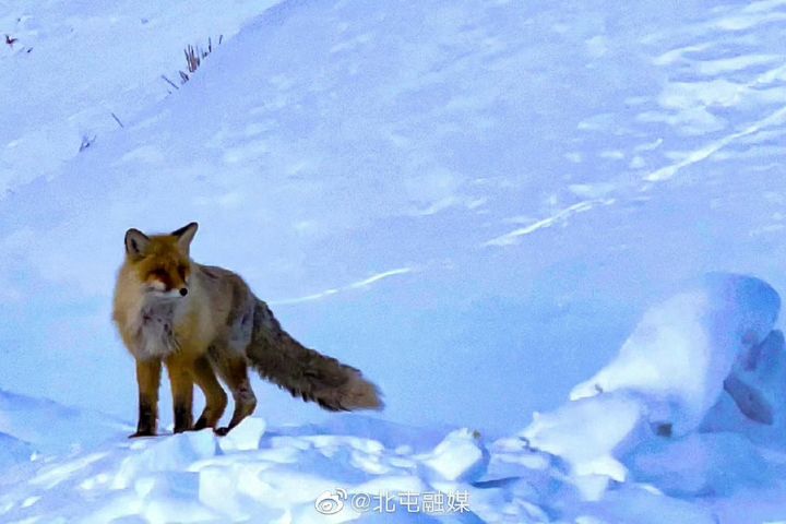  禾木及鄰近喀納斯景區，過去亦曾因野生動物與遊客互動過密而引發爭議。圖/取自北屯融媒微博