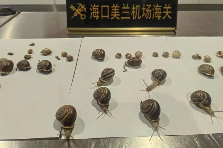 海口美蘭機場則查緝到一批以「活體蝸牛」為掩護進境的異寵，經鑑定為乳狀耳形螺、比薩茶蝸牛與安達盧西亞茶蝸牛。圖/取自央視新聞