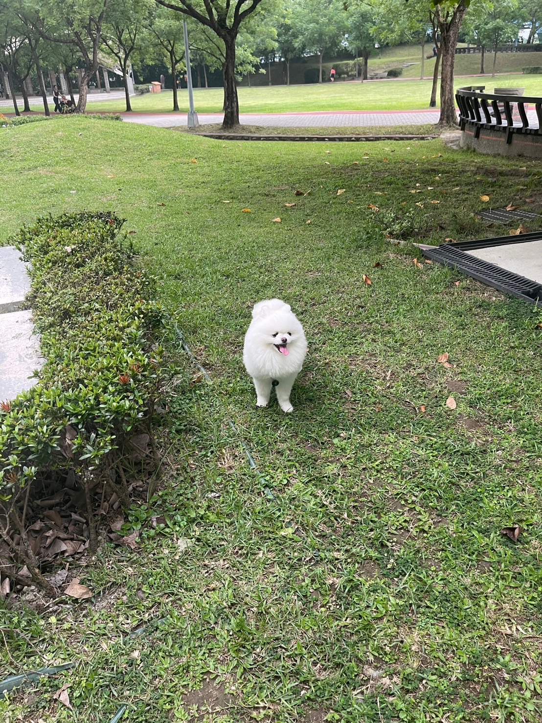 「樂樂」是隻很有身價的博美犬。圖/讀者提供