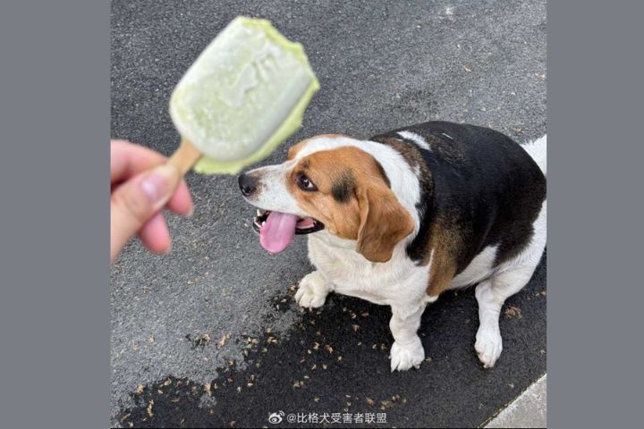 狗狗吃飯時若被打擾，可能出現「護食行為」。圖/取自比格犬受害聯盟微博