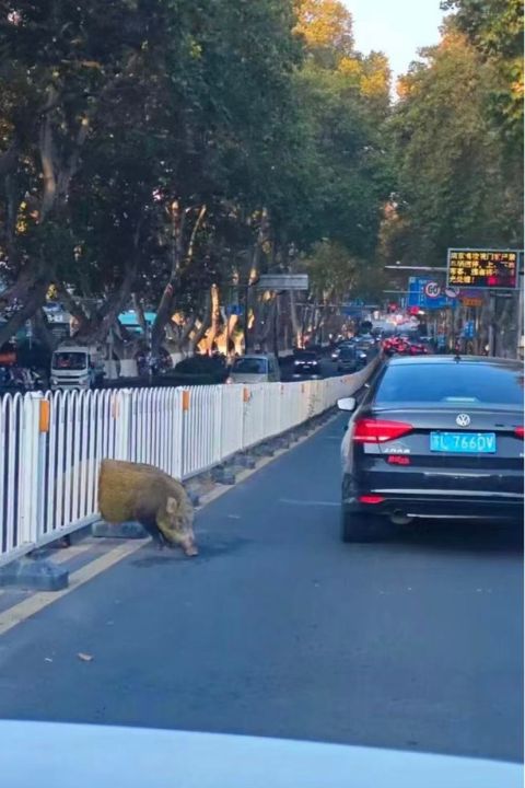 一頭野豬穿越馬路時受困中央分隔護欄，由南京消防與警方聯手救援。圖/取自微博影片