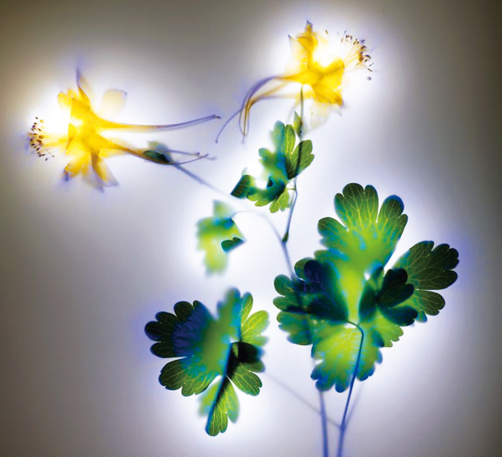 圖為克里安照相儀拍攝出來的克里安光暈，也是所謂的氣場圖。  圖/禪天下雜誌提供