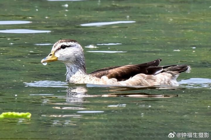 棉𠒎現身河北衡水湖，被視為華北濕地生態逐步恢復的正面訊號。圖/取自鍾福生微博