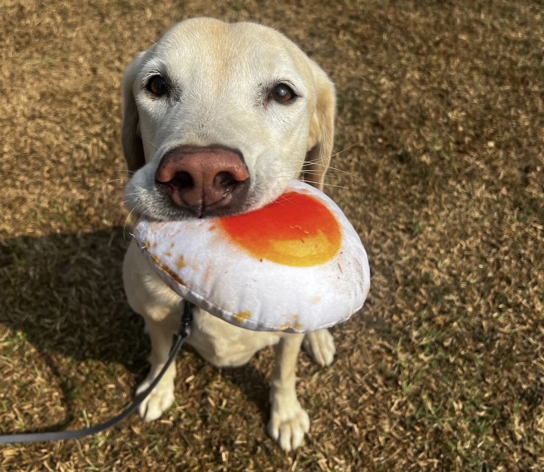 性格愛玩、不怕生的狗狗比較適合擔任搜救犬。 圖/取自高雄市消防局特搜中隊臉