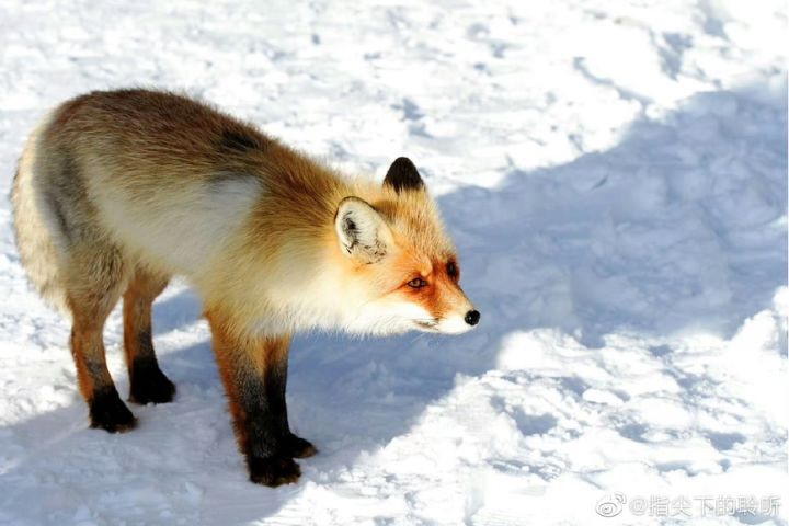 狐狸的天然食物來源為鼠類、昆蟲及小型動物，人類投餵的高鹽、高糖加工食品，容易造成其營養失衡。圖/取自指尖下的聆聽微博