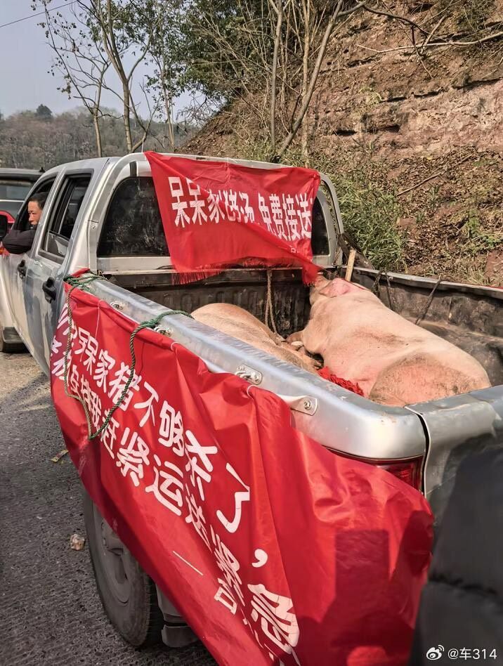 更有熱心人士為這場盛宴,免費送來殺好的豬。圖/取自車314微博