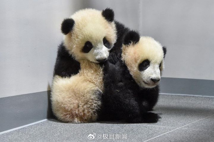 東京上野動物園園內現有的大貓熊「曉曉」與「蕾蕾」。圖/取自極目新聞微博