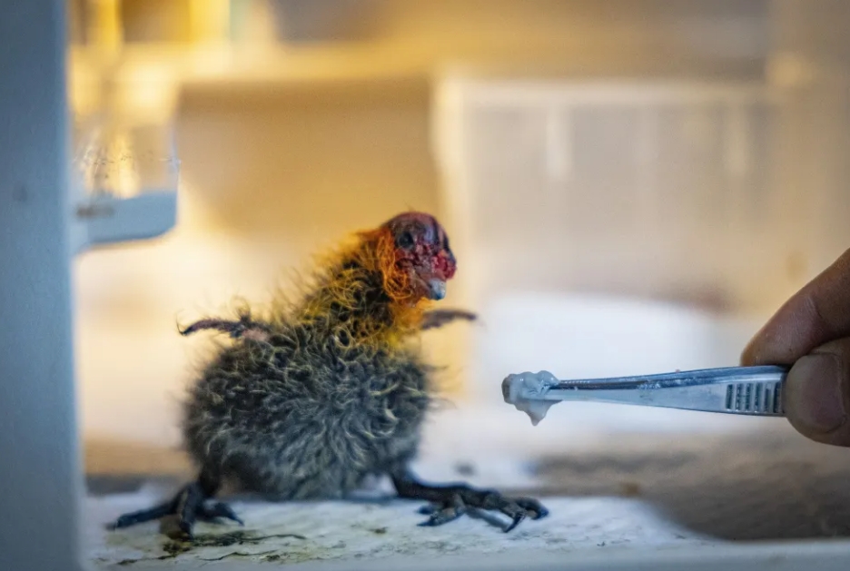 飼養班班長趙景偉用小鑷子夾取食物餵養骨頂雞幼鳥。圖/取自《新京報》