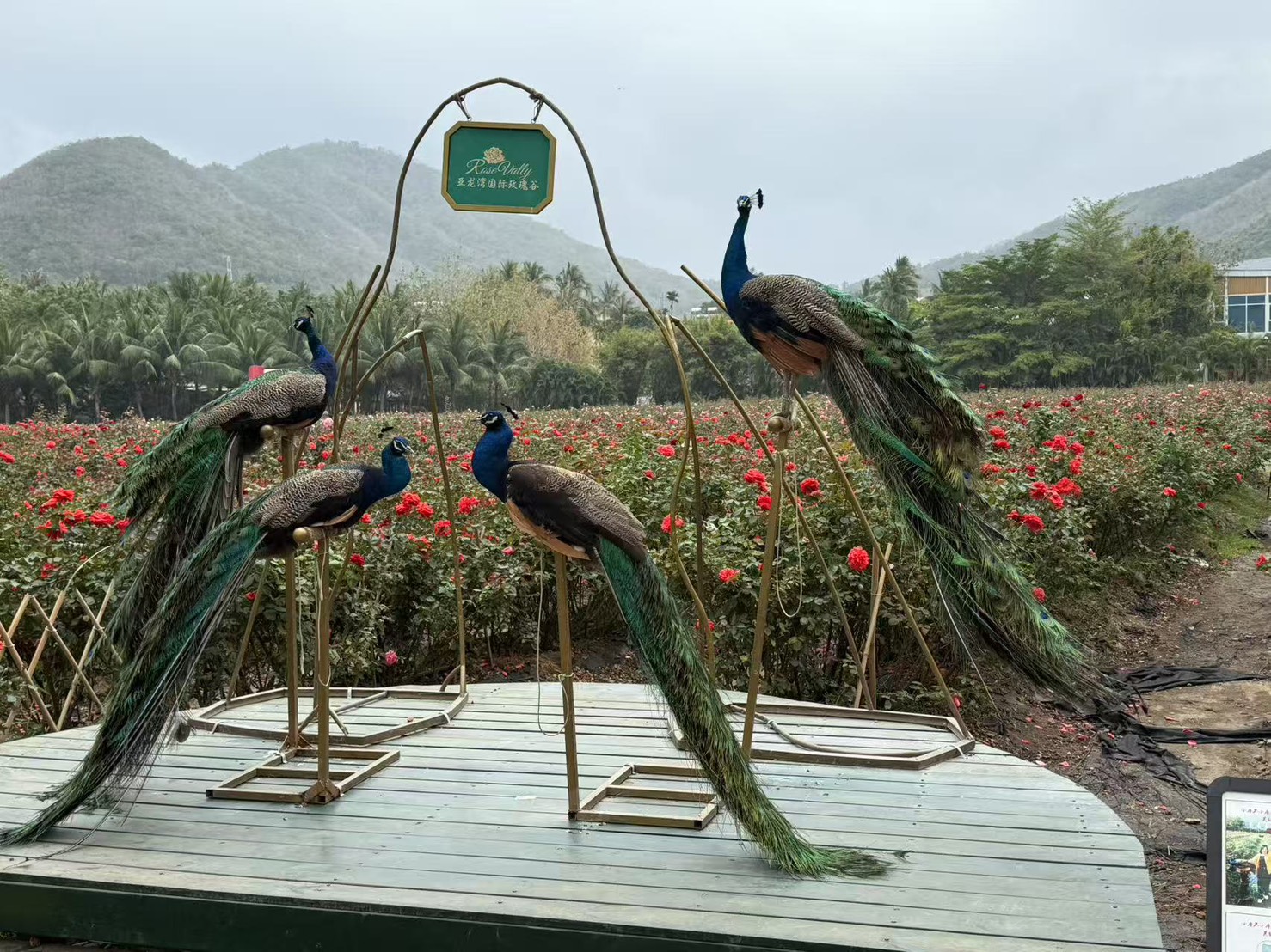 熱帶玫瑰植栽成功成爲園區里程碑。圖/張蔭泉攝