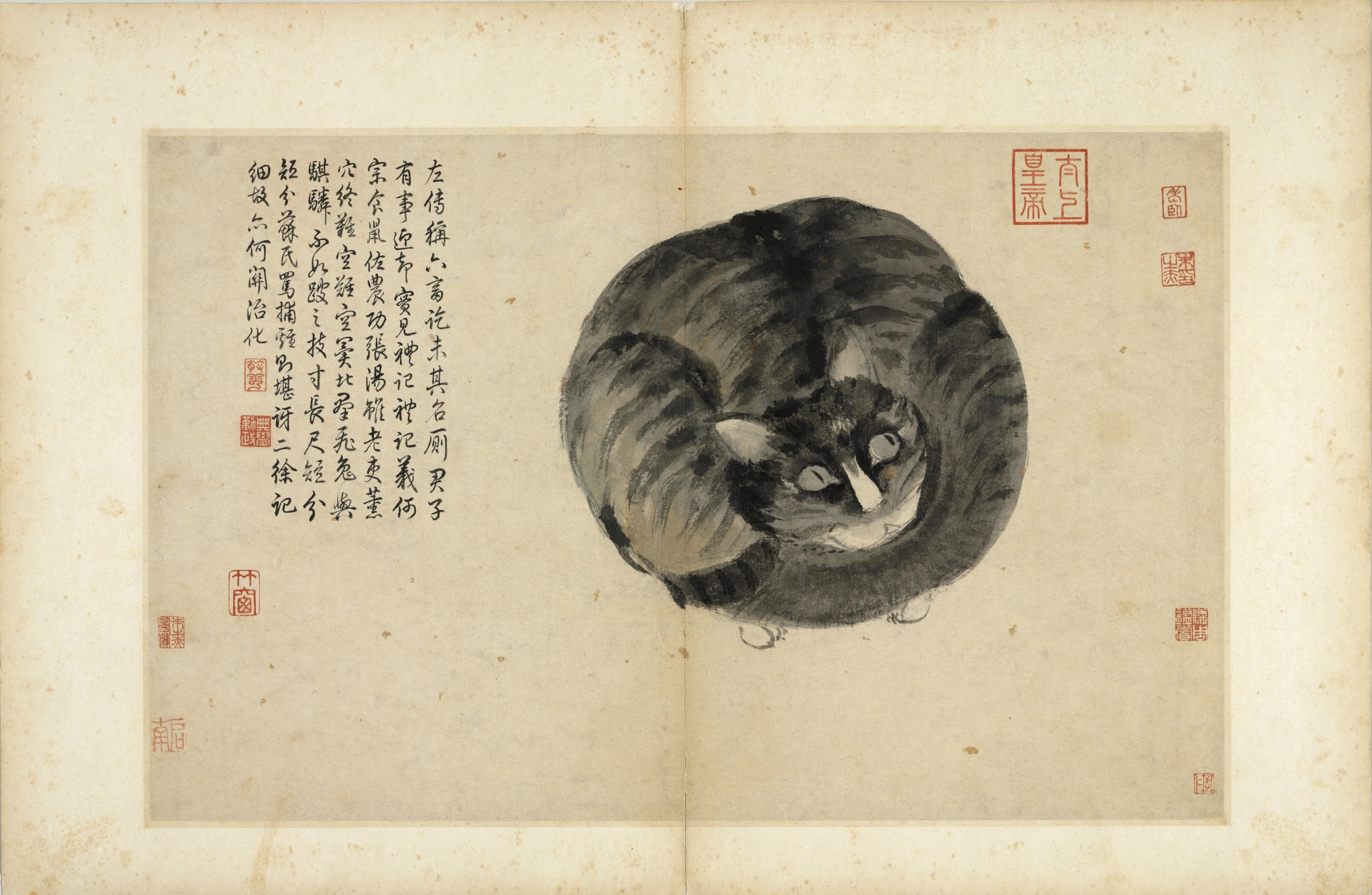 〈明 沈周 寫生冊 貓〉將在國寶聚焦例行展中展出。圖/故宮提供