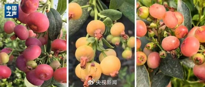 「粉黛」仍處於試種階段，除粉色外，黃色、紅色等不同顏色藍莓品種也已進入研發流程。圖/取自央視新聞微博
