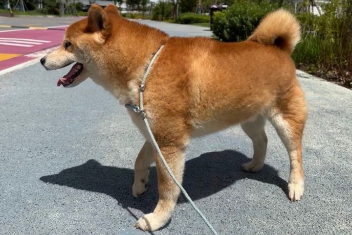狗狗活動量大，需要廣闊的活動空間。圖/取自微博