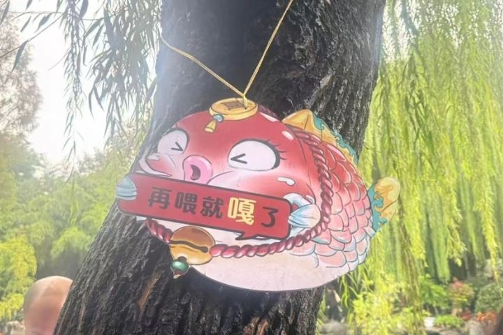 景區內掛有卡通警示牌提醒「再喂就嘎了（死了）」，希望勸導遊客遏止投餵行為。/取自九派新聞影片