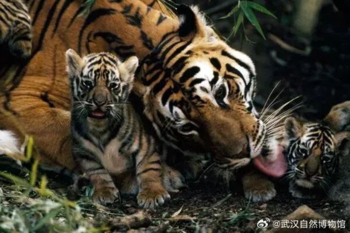 大型貓科動物撫育下一代,常低頭不斷輕柔舔舐。圖/取自武漢自然博物館微博