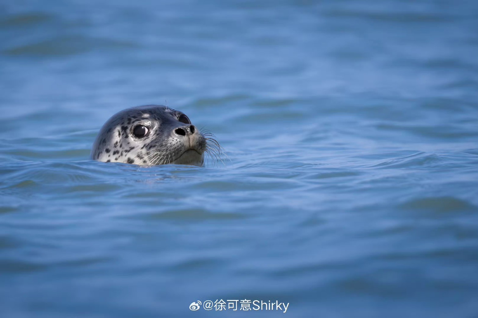 小小萌萌的斑海豹睜著大眼睛，十分可愛。圖/取自徐可意Shirky微博