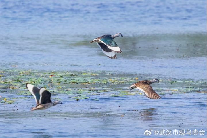 大陸境內棉𠒎族群規模，目前推估已由過去僅約百餘隻，增加至不足2000隻的範圍。圖/取自武漢市觀鳥協會微博