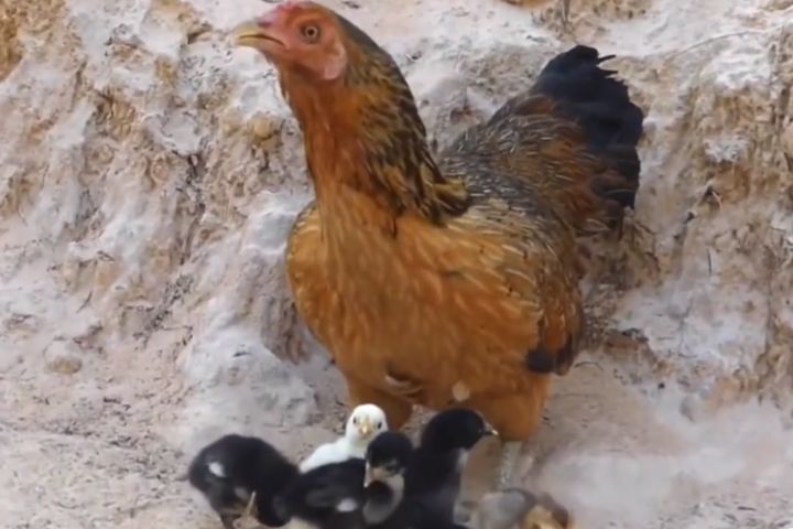 母雞平時給人溫順的印象,但在關鍵時刻仍會展現強烈的保護本能。圖/取自explorer羽睿資訊號影片