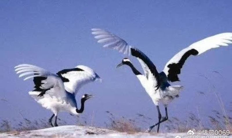丹頂鶴是大陸國家一級保護動物，冬季也是丹頂鶴的越冬期。圖/取自恬忽0069微博