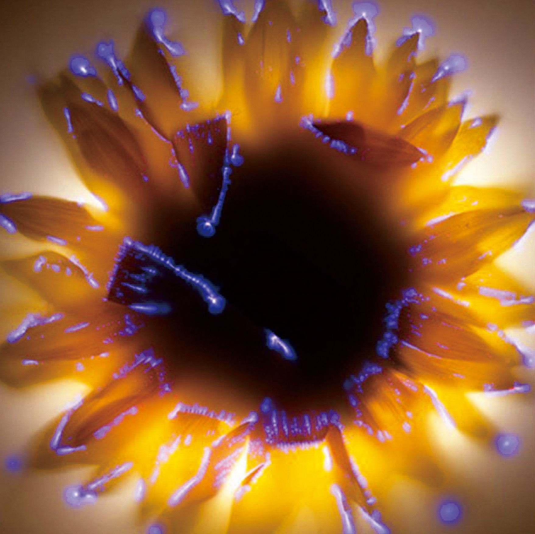 圖為克里安照相儀拍攝出來的克里安光暈，也是所謂的氣場圖。  圖/禪天下雜誌提供