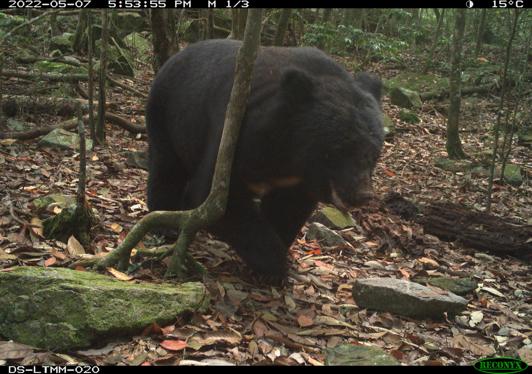 台灣黑熊的族群豐富度及OI值逐步提升，可見野生動物經營管理有成。圖/取自林業及自然保育署網站