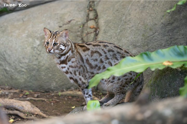 台北市立動物園長期投入農業部林業與自然保育署野生動物救傷收容計畫系統,與生物多樣性研究所、國立屏東科技大學合作石虎保育計畫。圖/台北市立動物園提供