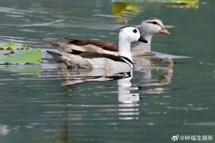 棉𠒎過去在大陸主要分布於長江流域以南，河北並非其常見分布區。圖/取自鍾福生微博