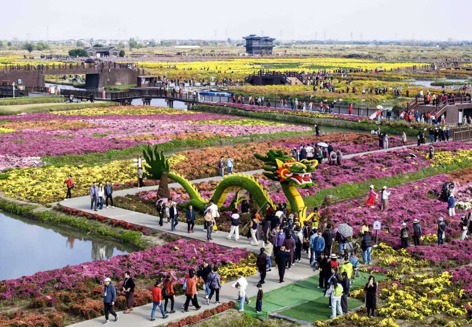 2025年11月6日,遊客在江蘇泰州市興化千垛景區賞菊遊玩。泰州隊在2025江蘇省城市足球聯賽決賽中奪冠後,泰州多個景區面向遊客推出一系列優惠福利。圖/中新社發 湯德宏 攝