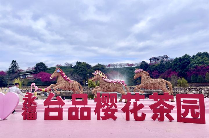 台品櫻花茶園獲評國家級生態農場。梅花新聞網/曾梧炫攝