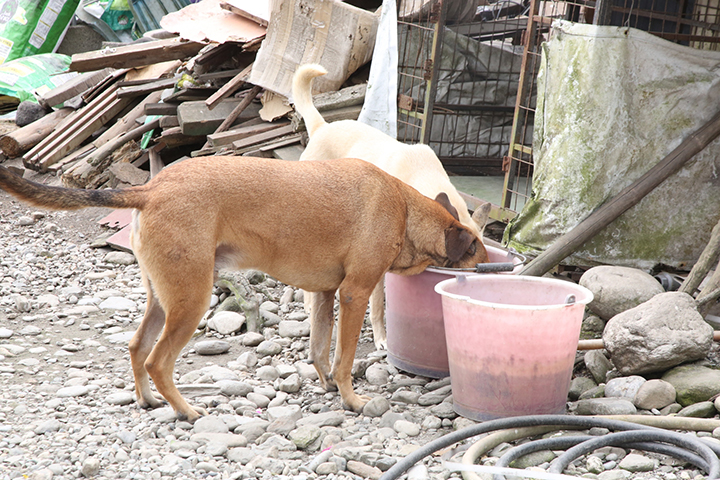 災情過後的光復鄉非常紛亂，許多浪犬在災後的環境下，也只能盡可能地尋找資源求存。圖／保護動物協會 提供