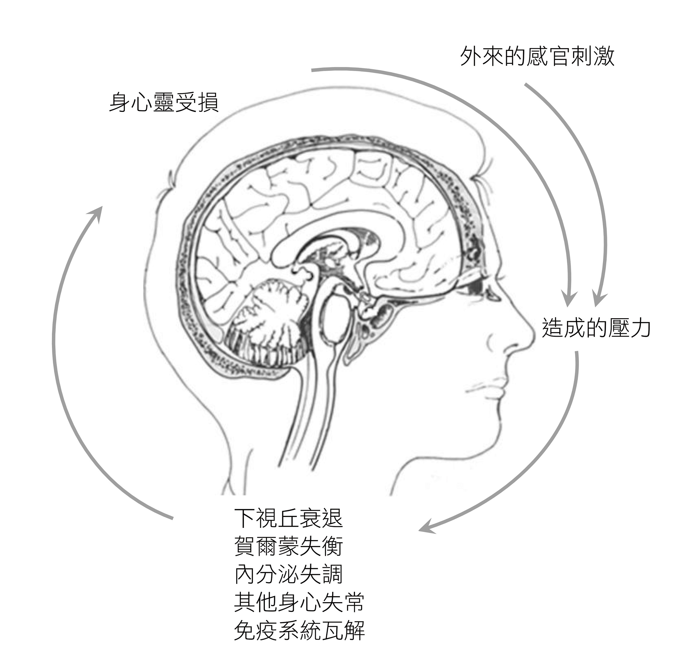 大腦的負向循環。羅佩禎教授說，大腦會將感官所接收進來的外在刺激及內在的生理反應，解讀成不同程度的壓力訊息，並給予不同的關注與反應，結果可能造成身體更多的壓力。