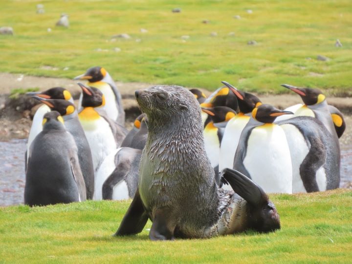 南喬治亞島海豹與國王企鵝棲地。圖/勁旅遊提供