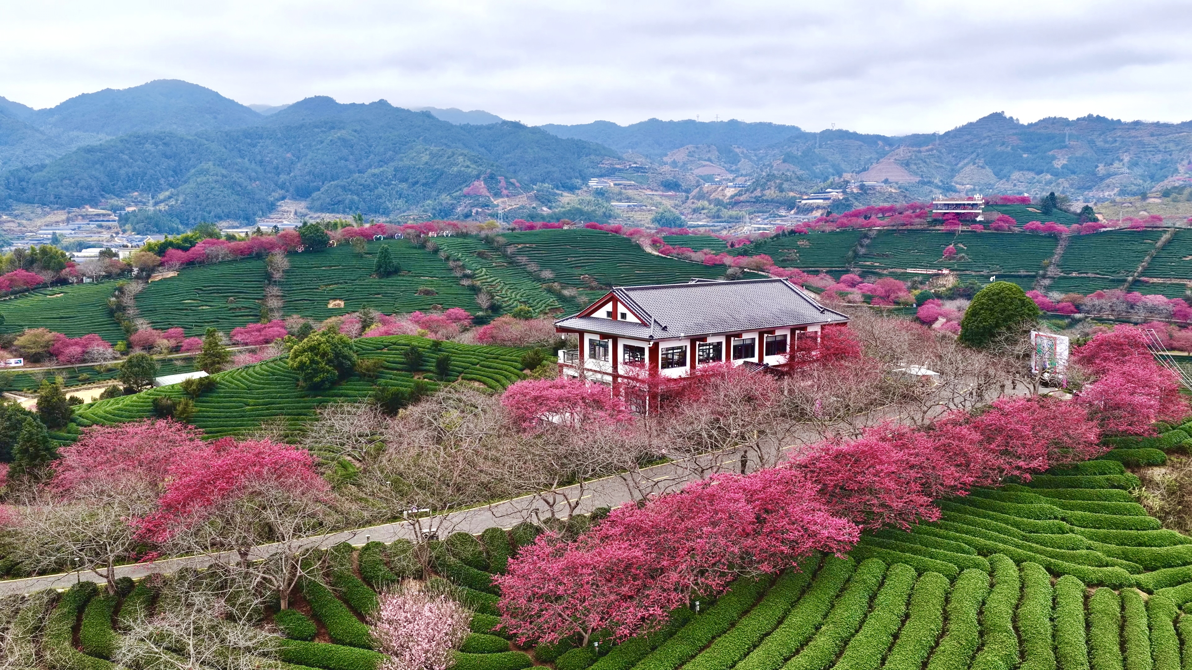 台品櫻花茶園規模已擴展至1800畝，年產茶16餘萬斤。梅花新聞網/曾梧炫攝