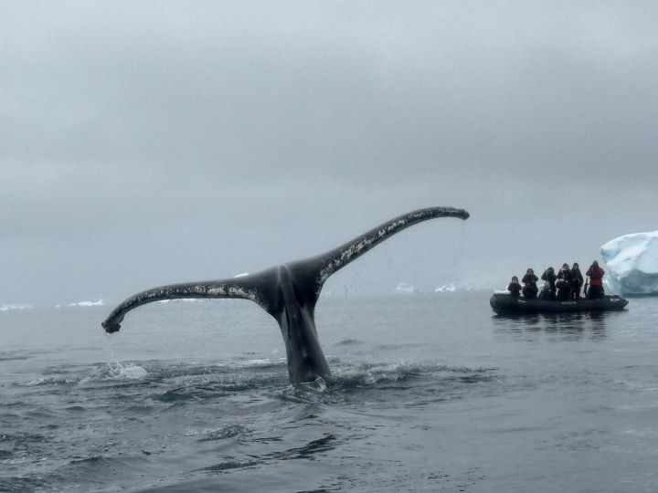   南極海域座頭鯨現蹤。圖/勁旅遊提供