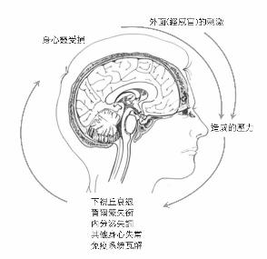 大腦的負向循環。羅佩禎教授說，大腦會將感官所接收進來的外在刺激及內在的生理反應，解讀成不同程度的壓力訊息，並給予不同的關注與反應，結果可能造成身體更多的壓力。圖/禪天下雜誌提供