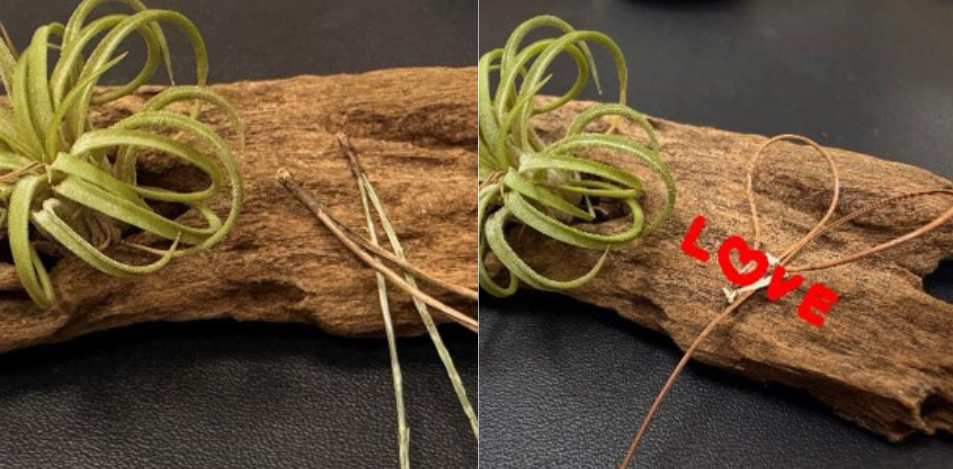 掉落的松針依然兩針相連（左），可以將松針彎成愛心的型狀象徵永恆的愛情（右）。圖/簡秋萍攝