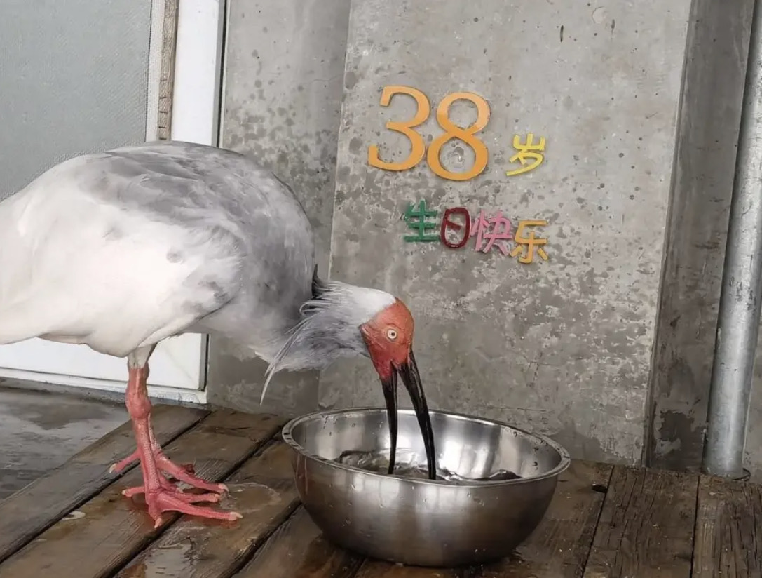 「平平」過38歲生日。圖/取自北京動物園