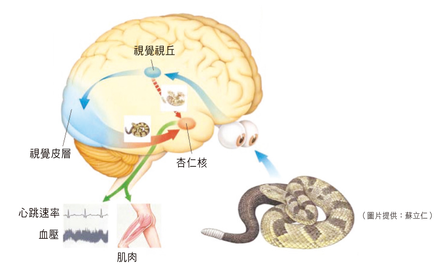 圖為人產生情緒的路徑，以「害怕」為例，當一個人遇到響尾蛇時，視覺刺激首先會透過丘腦將信息傳遞到杏仁核，使大腦能夠應對可能發生的危險；同時心率和血壓會升高，肌肉也會收縮。但如果視覺皮質確定該物體不是蛇，則會發送信息給杏仁核，以平息恐懼反應。這是1994年由勒杜（LeDoux）教授提出的理論。