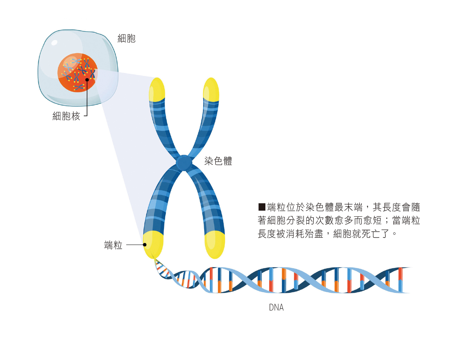端粒位於染色體最末端，其長度會隨著細胞分裂的次數愈多而愈短；當端粒長度被消耗殆盡，細胞就死亡了。