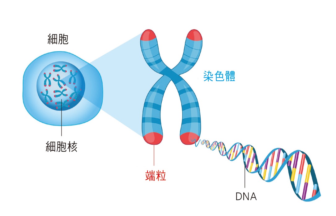 隨著細胞分裂次數愈多，染色體末端的端粒長度就會愈短；當端粒耗盡時，細胞就會死亡。