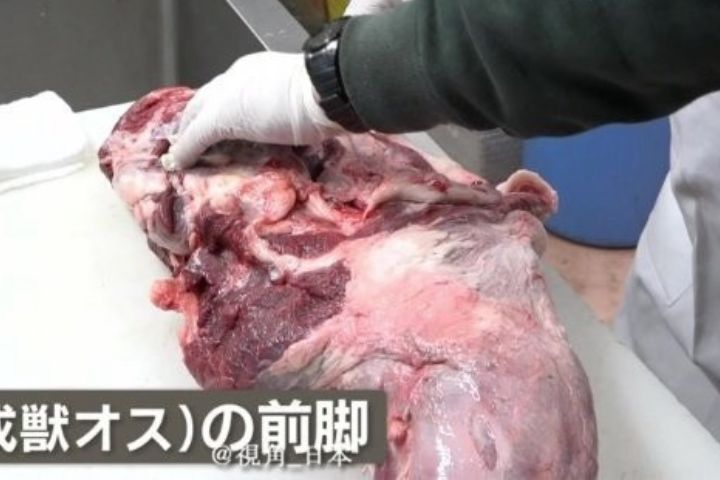 日本「熊肉野味餐廳」天天客滿　獵人：用吃的才能控制熊災