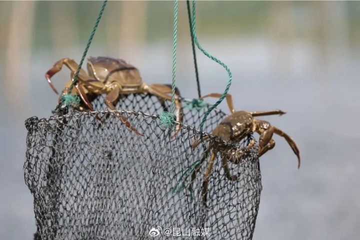陽澄湖大閘蟹開捕 升級防偽標識 今年可望大豐收