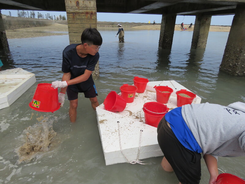 鎮海國中師生與港子社區民眾在海草移植前進行「漁工移沙」，協助將淤積海草床上海沙，以接力方式移入魚塭內，改善海草復育棲地底質。圖/澎湖中心提供