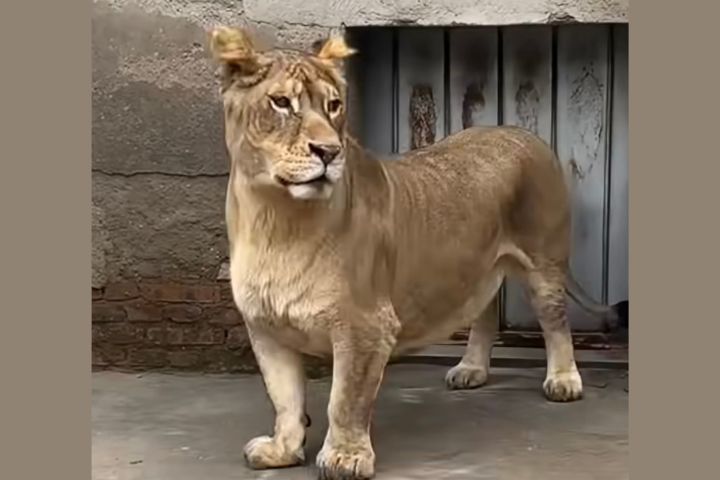 牠什麼大都好 只是腿短 徐州「柯基獅」萌度破表