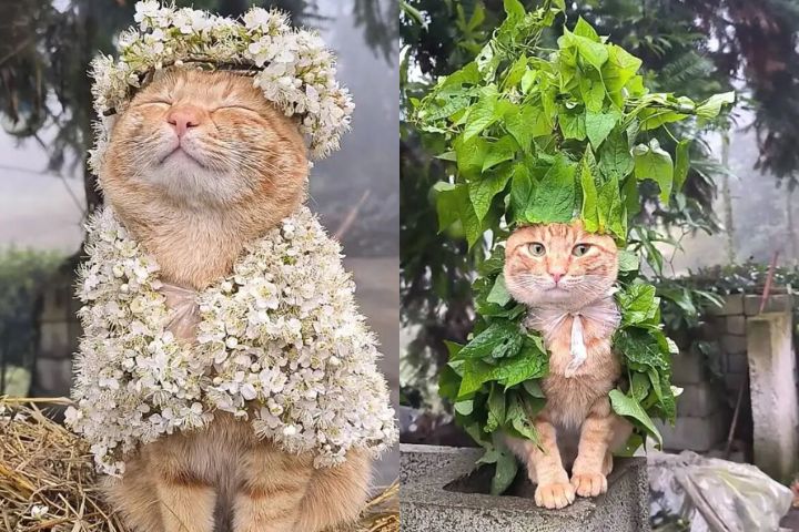 橘貓「穿花草」全程定格爆紅　網笑：乖到像AI假貓